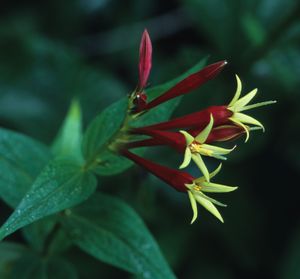 Spigelia marilandica (Indian Pink)