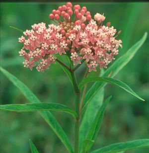 Tip Sheet for Creating a Wet Meadow