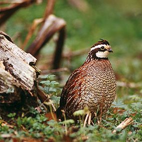 Tip Sheet for Creating Quail Habitat