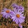 Beat the Heat with Drought Tolerant Ornamental Natives