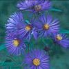Tip Sheet for Creating a Rain Garden