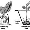 Tip Sheet: Air Pruning Method Helps Critsite Develop Superior Plants