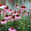 Meadows: The Low-Care Lawn