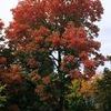 Fall is for Gardening
