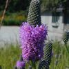 Tip Sheet for Native Prairie Establishment from Seed