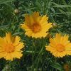 Tip Sheet for Maintaining Established Native Gardens