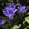 Tip Sheet for Establishing a Native Garden with Plants