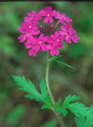 Native Groundcovers