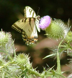 Butterfly Garden