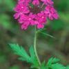 Native Groundcovers