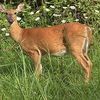 Deer Resistant Plants