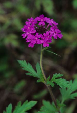 Glandularia canadensis (Rose Verbena)