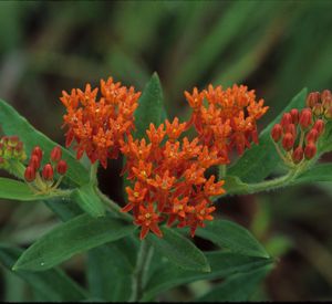 Asclepias tuberosa (Butterfly Milkweed)