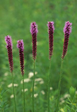 Liatris pycnostachya (Prairie Blazing Star)