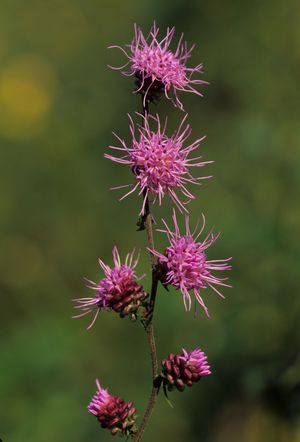 Liatris aspera (Rough Blazing Star)