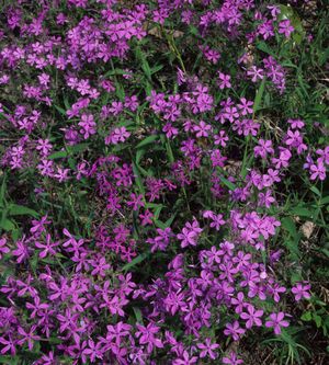 Phlox pilosa ssp. Ozarkana (Downy Phlox)