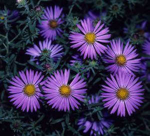 Symphyotrichum oblongifolium (Aromatic Aster)