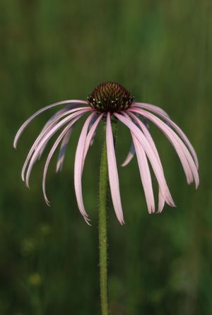 Echinacea pallida (Pale Purple Coneflower)