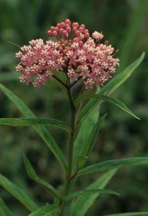 Asclepias incarnata (Marsh Milkweed)