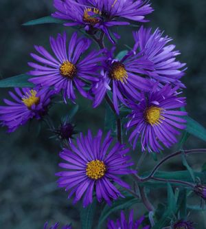 Symphyotrichum novae-angliae (New England Aster)