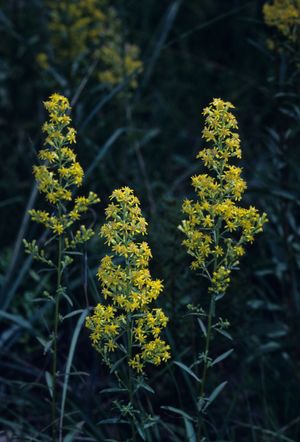 Solidago speciosa (Showy Goldenrod)