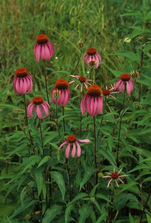 Echinacea purpurea (Purple Coneflower)