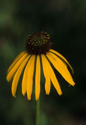 Echinacea paradoxa (Yellow Coneflower)