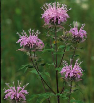 Monarda fistulosa (Wild Bergamot)