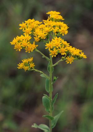 Solidago rigida (Stiff Goldenrod)