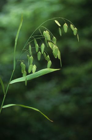 Chasmanthium latifolium (Northern Sea Oats)