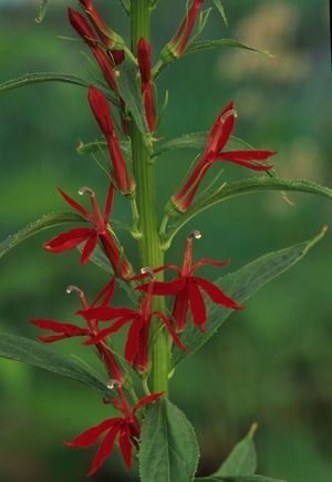 Lobelia cardinalis (Cardinal Flower)