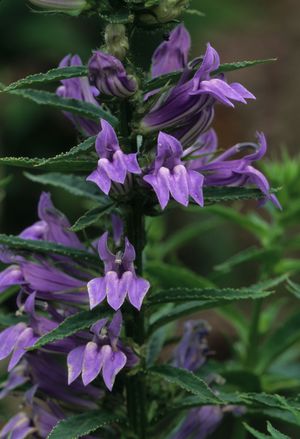 Lobelia siphilitica (Blue Lobelia)