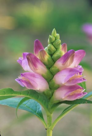 Chelone obliqua (Rose Turtlehead)