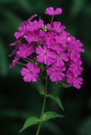 Phlox paniculata (Garden Phlox)