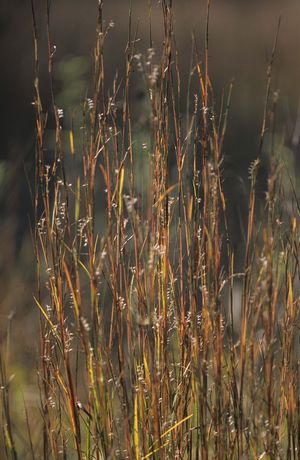 Schizachyrium scoparium (Little Bluestem)