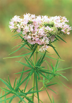 Pycnanthemum tenuifolium (flexuosum) (Slender Mountain Mint)