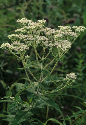 Eupatorium perfoliatum (Boneset)