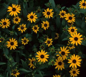 Rudbeckia fulgida (Orange Coneflower)