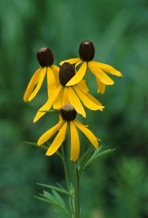 Ratibida pinnata (Gray-head Coneflower)