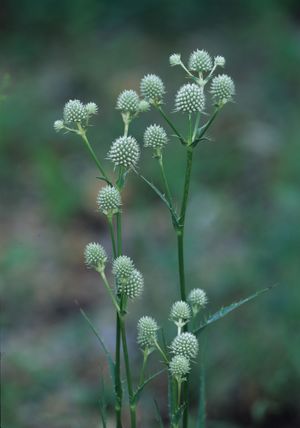 Eryngium yuccifolium (Rattlesnake Master)