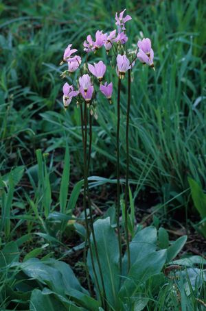 Dodecatheon meadia (Shooting Star)