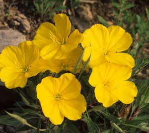 Oenothera macrocarpa (Missouri Primrose)