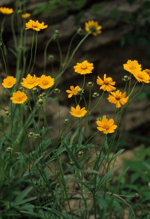 Coreopsis lanceolata (Lanceleaf Coreopsis)