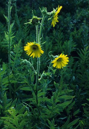 Silphium laciniatum (Compass Plant)