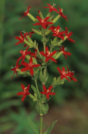 Silene regia (Royal Catchfly)