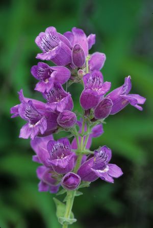 Penstemon cobaea (Purple Beard Tongue)