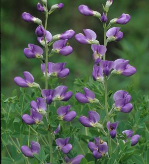 Baptisia australis (Blue Wild Indigo)