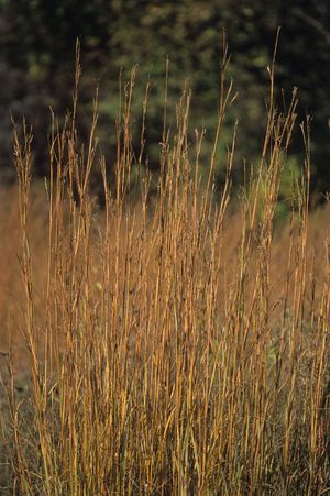 Andropogon gerardi (Big Bluestem)