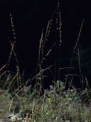 Bouteloua curtipendula (Sideoats Grama)