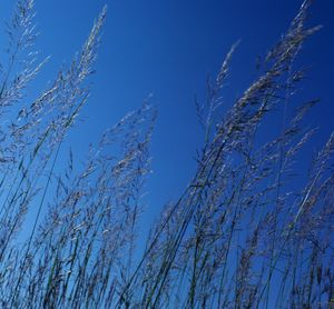 Sorghastrum nutans (Indian Grass)